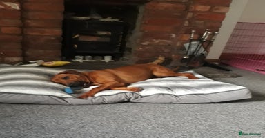 Rhodesian Ridgeback dogs - Advert 4