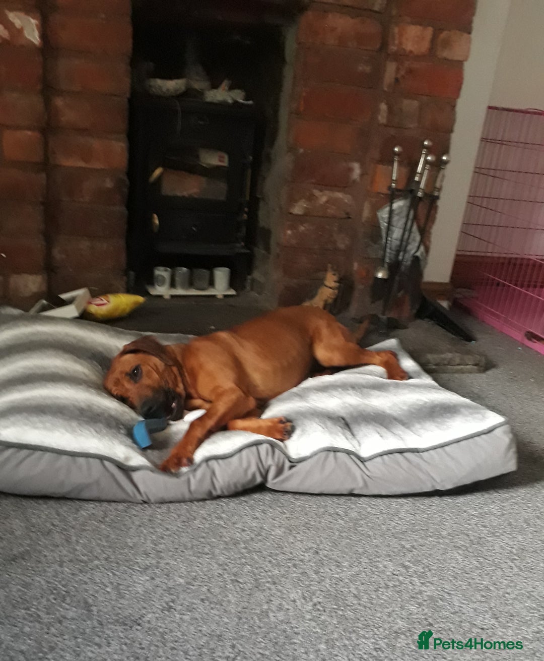 Rhodesian Ridgeback dogs for sale: Beautiful Kc Registered  - Image 2