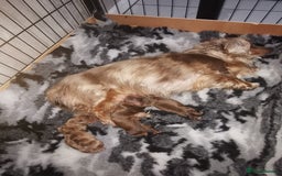 Miniature Dachshund dogs for sale: Beautiful Longhair miniature Dachshund - Image 33