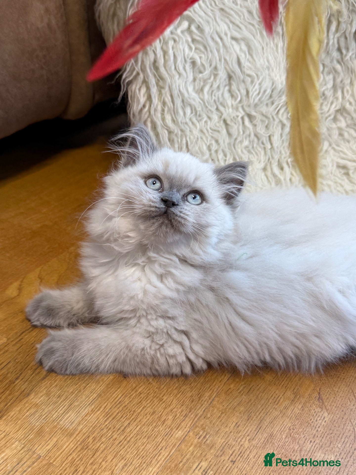 Selkirk Rex cats Selkirk Rex boy  - Advert 2