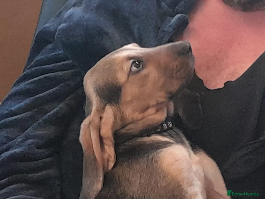 Bloodhound dogs for sale: Bloodhound Puppies - Advert 1