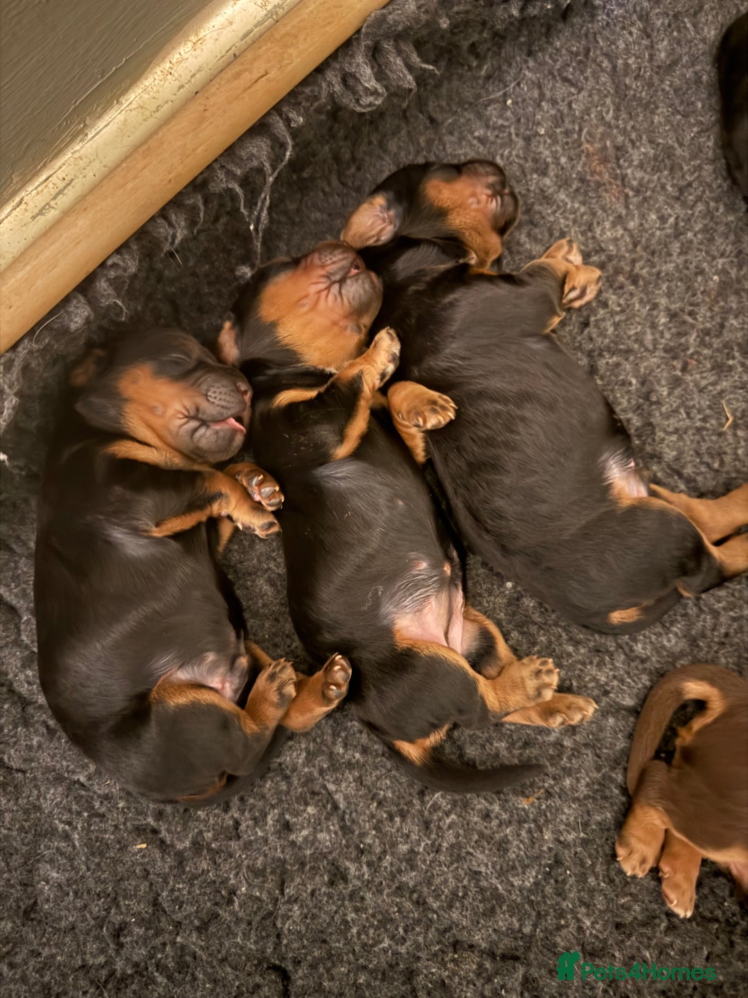 Sprocker dogs for sale: Beautiful Sprocker puppies  - Image 13