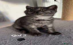 British Shorthair cats for sale: British shorthair kittens  - Image 2