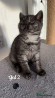 British Shorthair cats - Advert 5