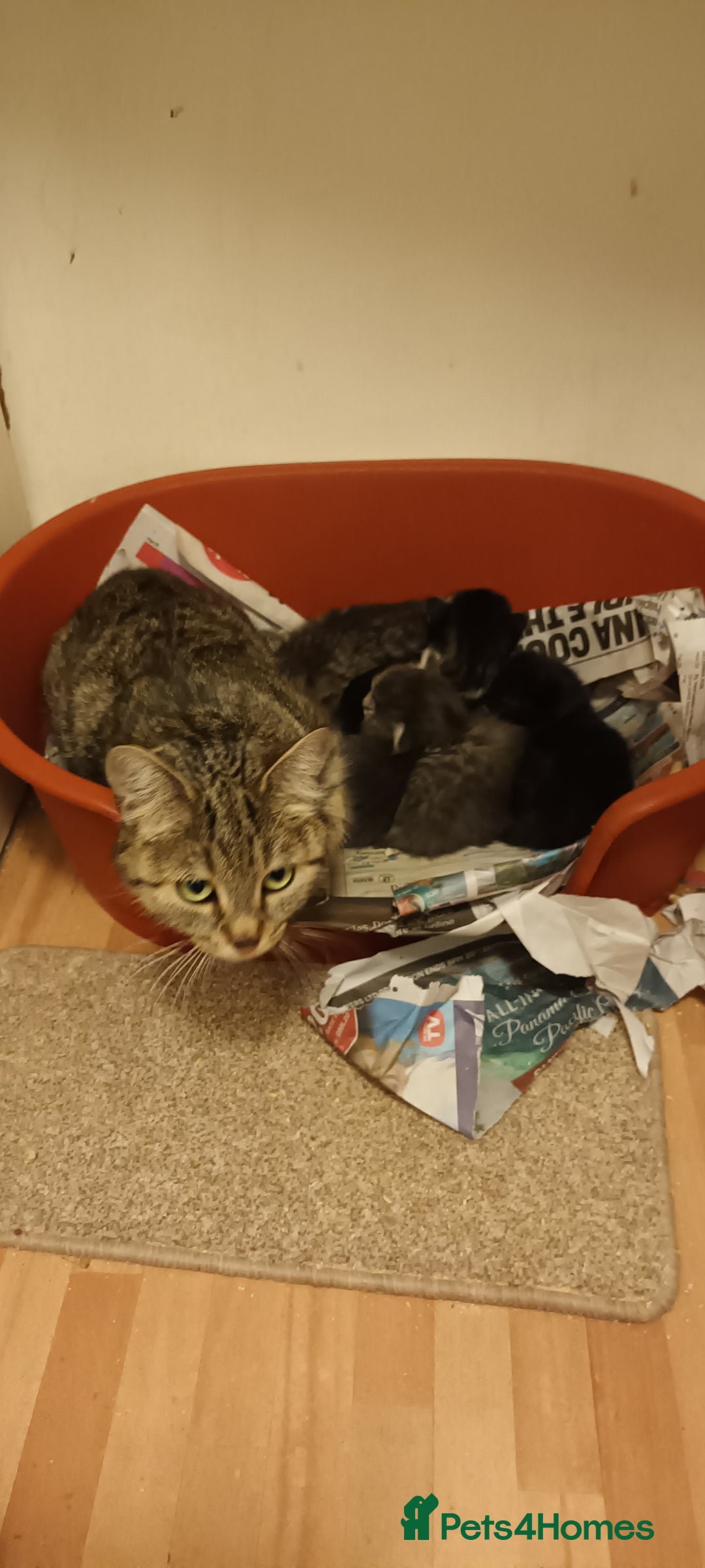 Mixed Breed cats for sale: GORGEOUS KITTENS FOR SALE - Advert 1