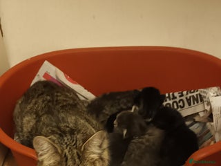 Mixed Breed cats GORGEOUS KITTENS FOR SALE - Advert 1