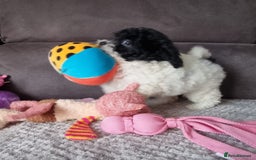 Cockapoo dogs for sale: Fully Vaccinated Best Friend Sofa Companions 🥰   - Image 30