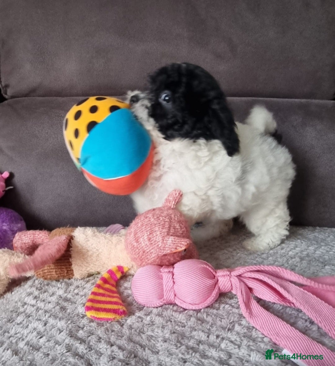 Cockapoo dogs for sale: Fully Vaccinated Best Friend Sofa Companions 🥰   - Image 30