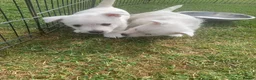 West Highland Terrier dogs for sale: 2 Westie Boys  - Advert 19