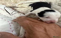 Border Collie dogs for sale: Border collie pups - Image 11