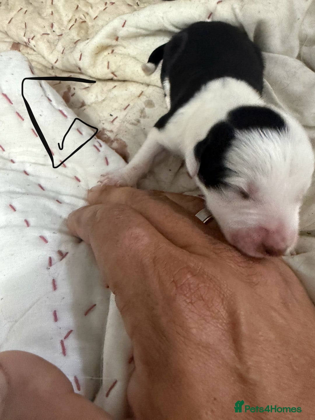 Border Collie dogs for sale: Border collie pups - Image 11