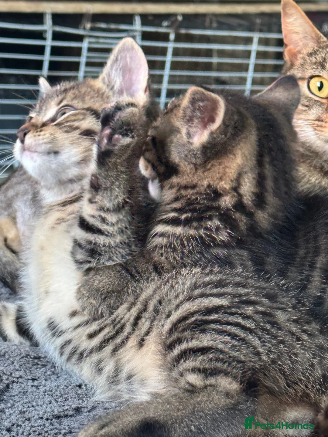 Mixed Breed cats for sale: Kittens  - Advert 8