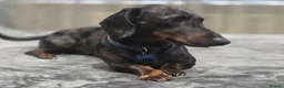 Dachshund dogs for stud: Stunning male - Advert 4