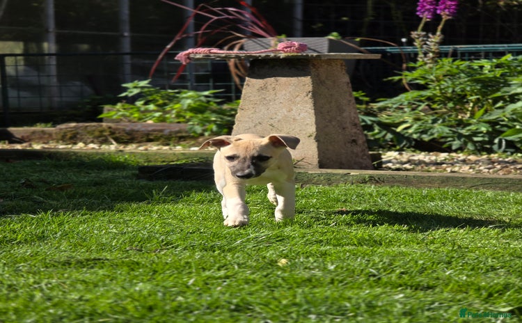Whippet dogs - Advert 8