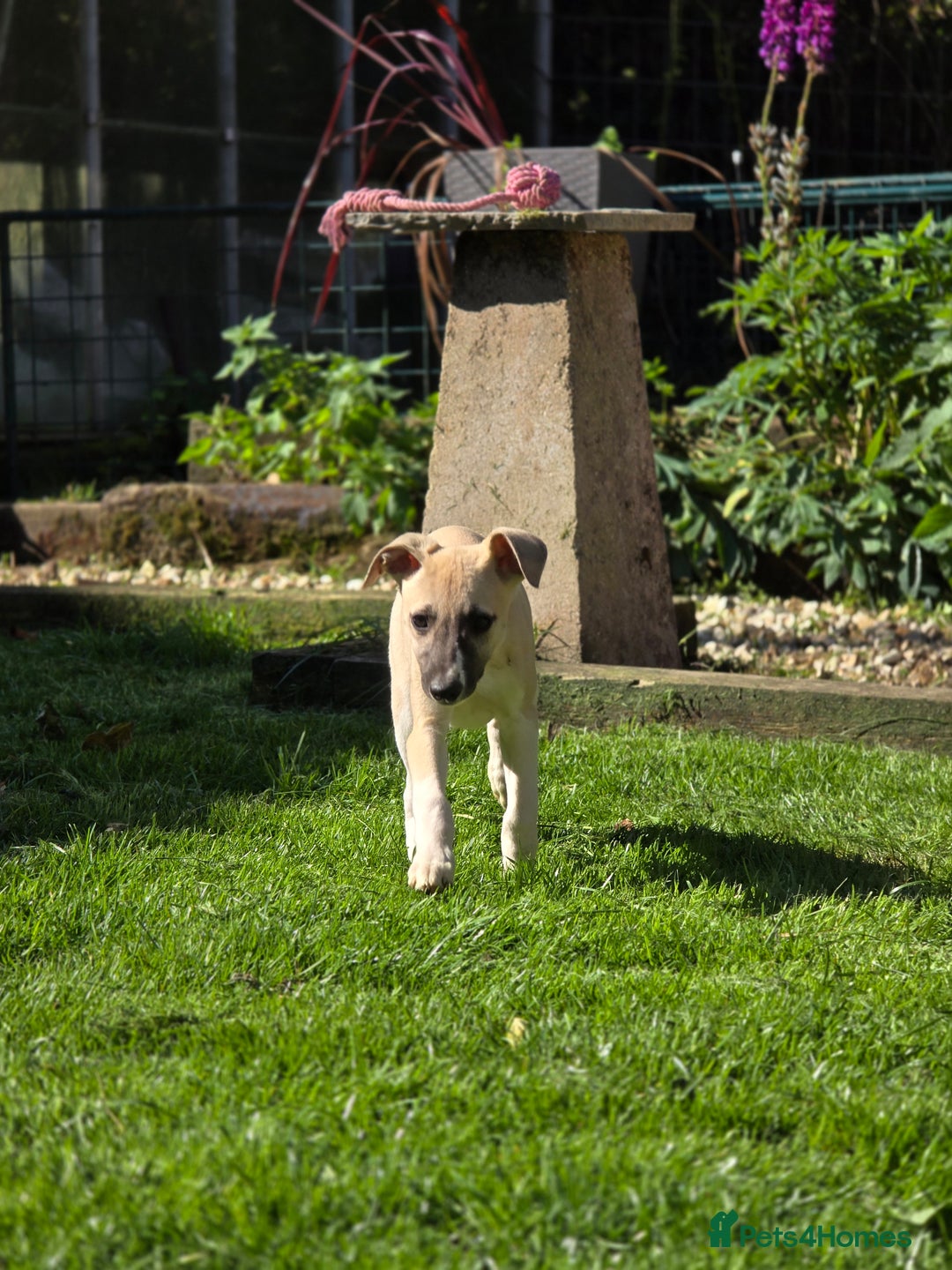 Whippet dogs for sale: Mouse the kc reg whippet female. - Image 2