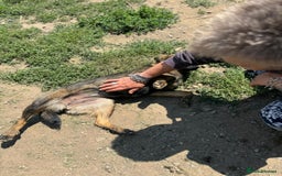 Mixed Breed dogs for adoption: Meet Lovely little LOTTIE! she needs a Loving Home - Image 6