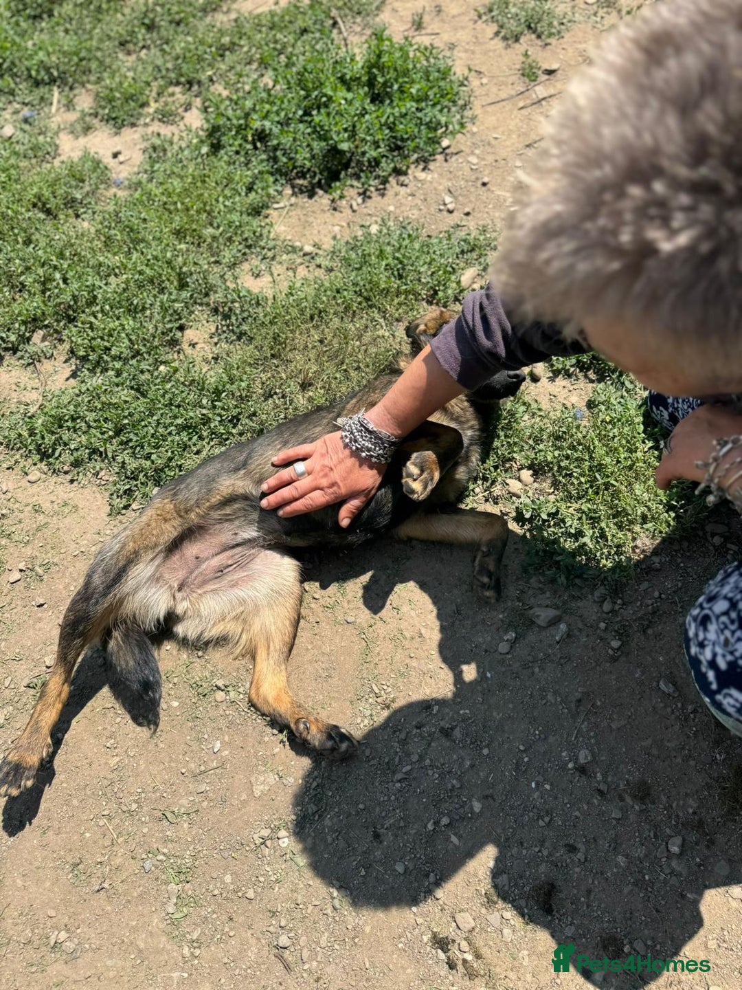 Mixed Breed dogs for adoption: Meet Lovely little LOTTIE! she needs a Loving Home - Image 6