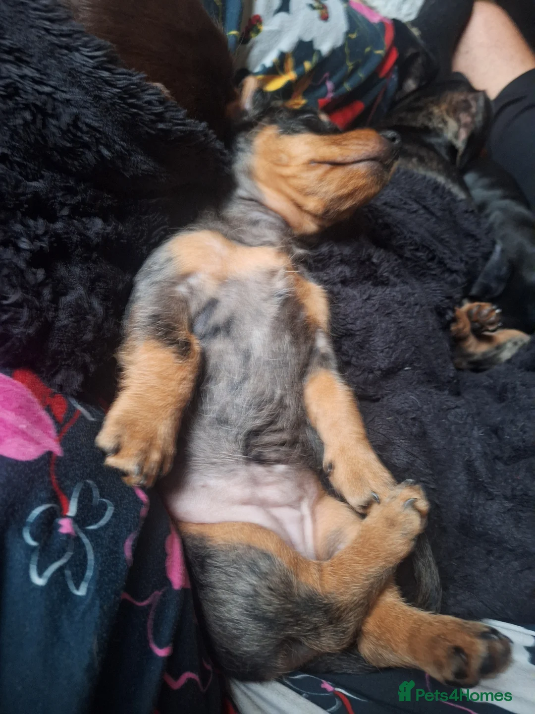 Dachshund dogs for sale: Miniature dachshund   - Advert 2