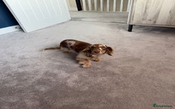 Miniature Dachshund dogs for sale: Miniature smooth haired dachshund  - Image 2