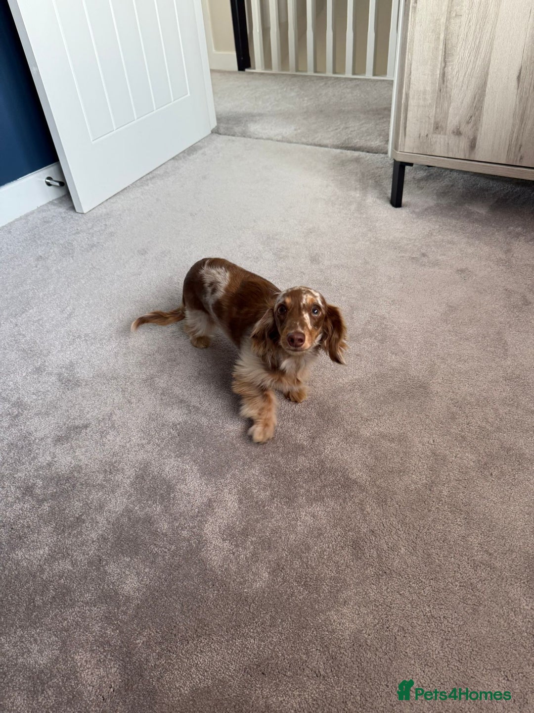 Miniature Dachshund dogs for sale: Miniature smooth haired dachshund  - Image 2