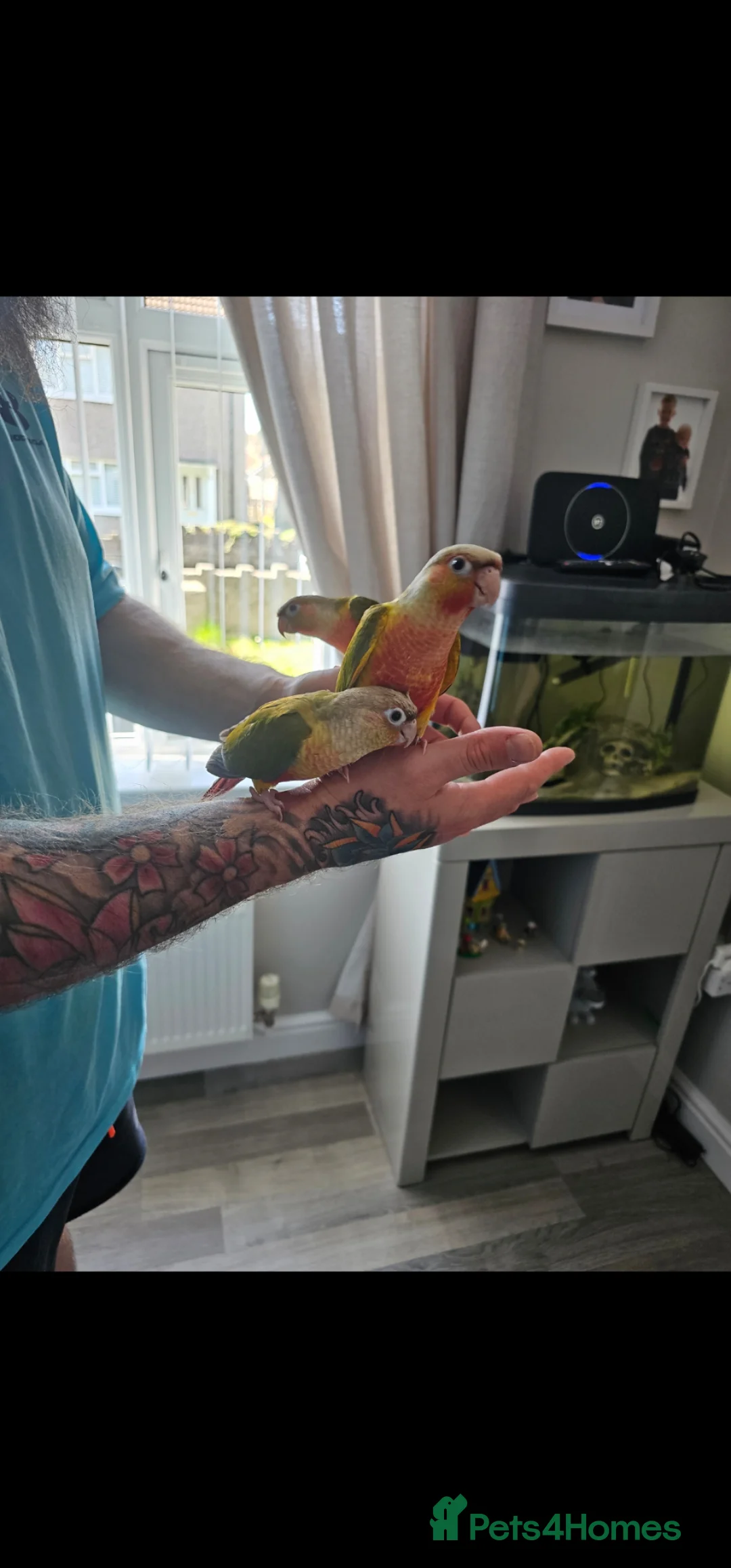 Conures birds for sale: Hand reared baby conures  in Blackwood - Advert 2