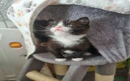 Mixed Breed cats for sale: Kittens - Image 16