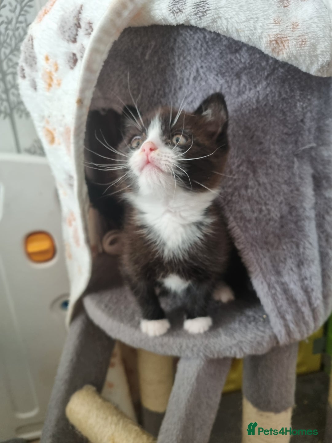Mixed Breed cats for sale: Kittens - Image 16