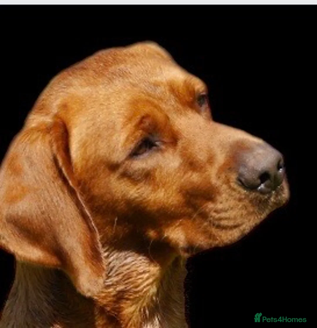 Labrador Retriever dogs for stud: CLAYBROW INDIANA COPPER AVAILABLE for Stud (PROVEN in Southport - Advert 4