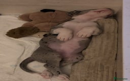 Great Dane dogs for sale: Damarkann Great Dane Puppies - Image 4
