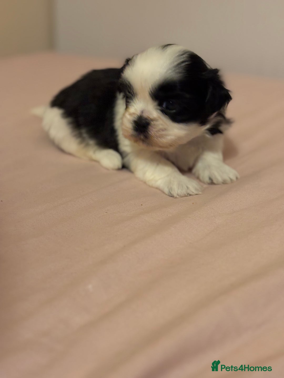 Shih Tzu dogs for sale: Shih Tzu puppies - Advert 2