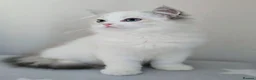 Ragdoll cats for sale: Beautiful Pedigree Ragdoll Kittens 💘Ready Now 💘 in Southsea - Advert 16