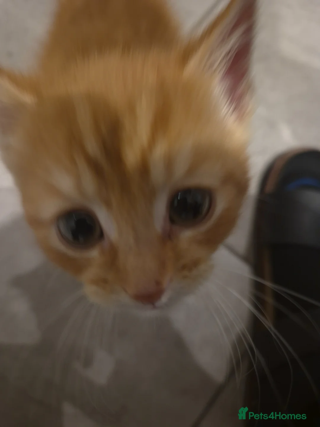 Mixed Breed cats for sale: A cute little fluffy boy needing a new home - Advert 9