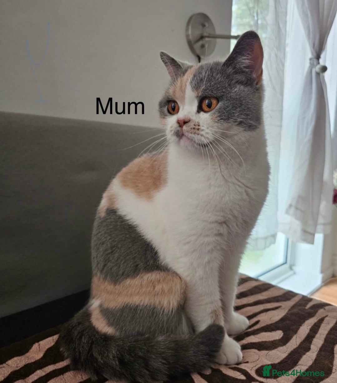 British Shorthair cats for sale: British shorthair kittens  - Image 11