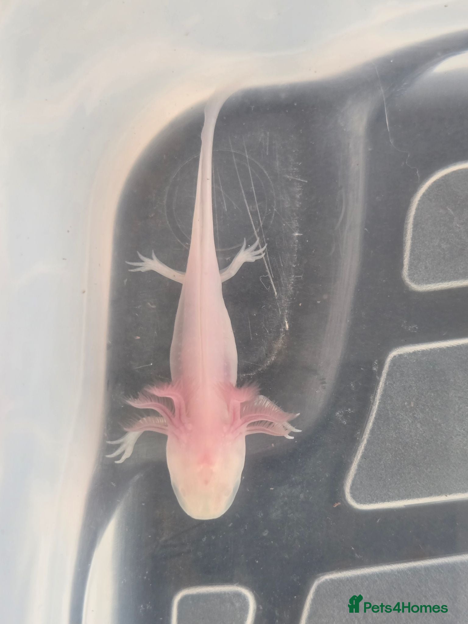 Axolotl reptiles Juvenile axolotls - albino axanthic  - Advert 2