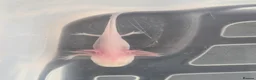 Axolotl reptiles for sale: Juvenile axolotls - axanthic and albino axanthic  - Advert 3