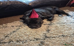 Mixed Breed dogs for sale: Lovely family dog - Image 1