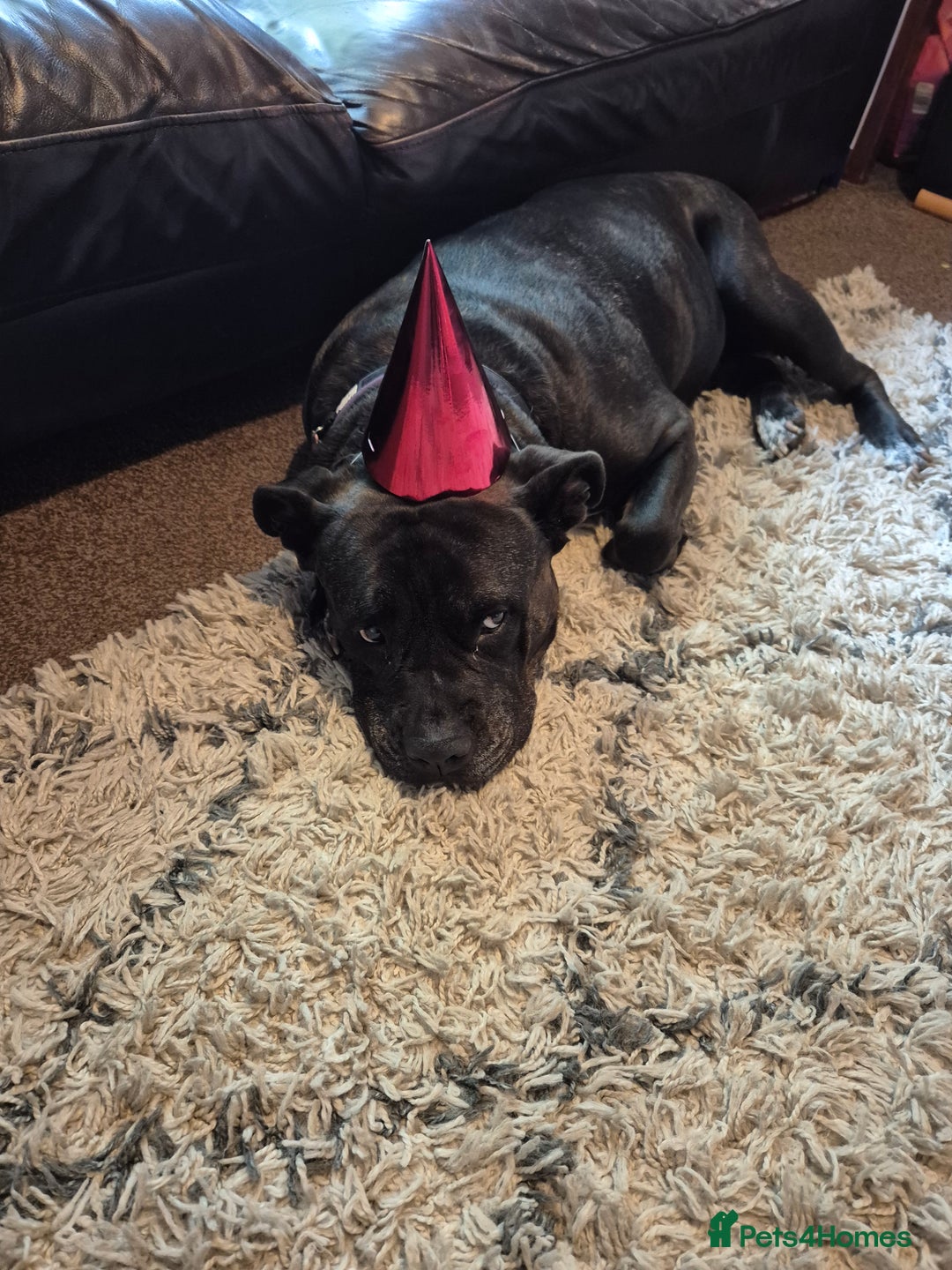Mixed Breed dogs for sale: Lovely family dog - Image 1