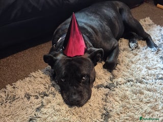 Mixed Breed dogs - Advert 15