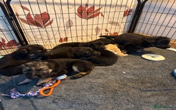 German Shepherd dogs for sale: German Shepard puppies  - Advert 9