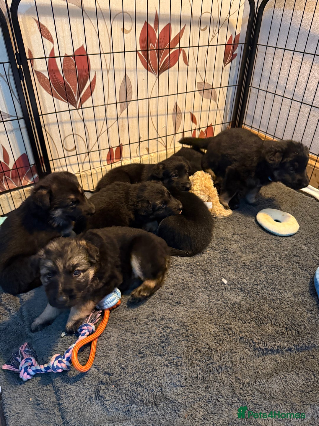German Shepherd dogs for sale: German Shepard puppies  - Advert 9