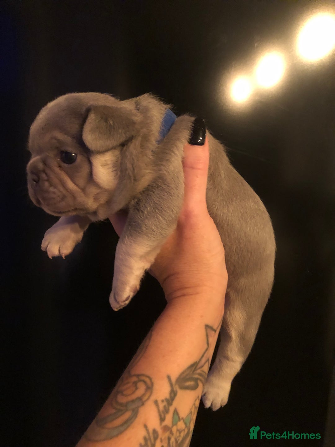 French Bulldog dogs for sale: Two boys  - Advert 11