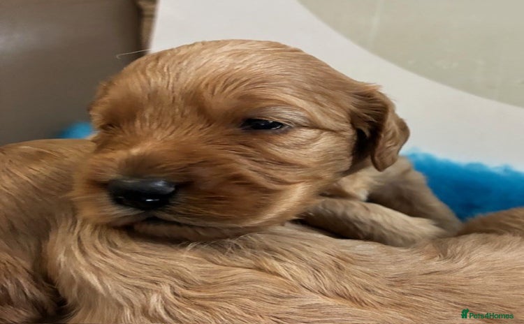 Cockapoo dogs - Advert 3