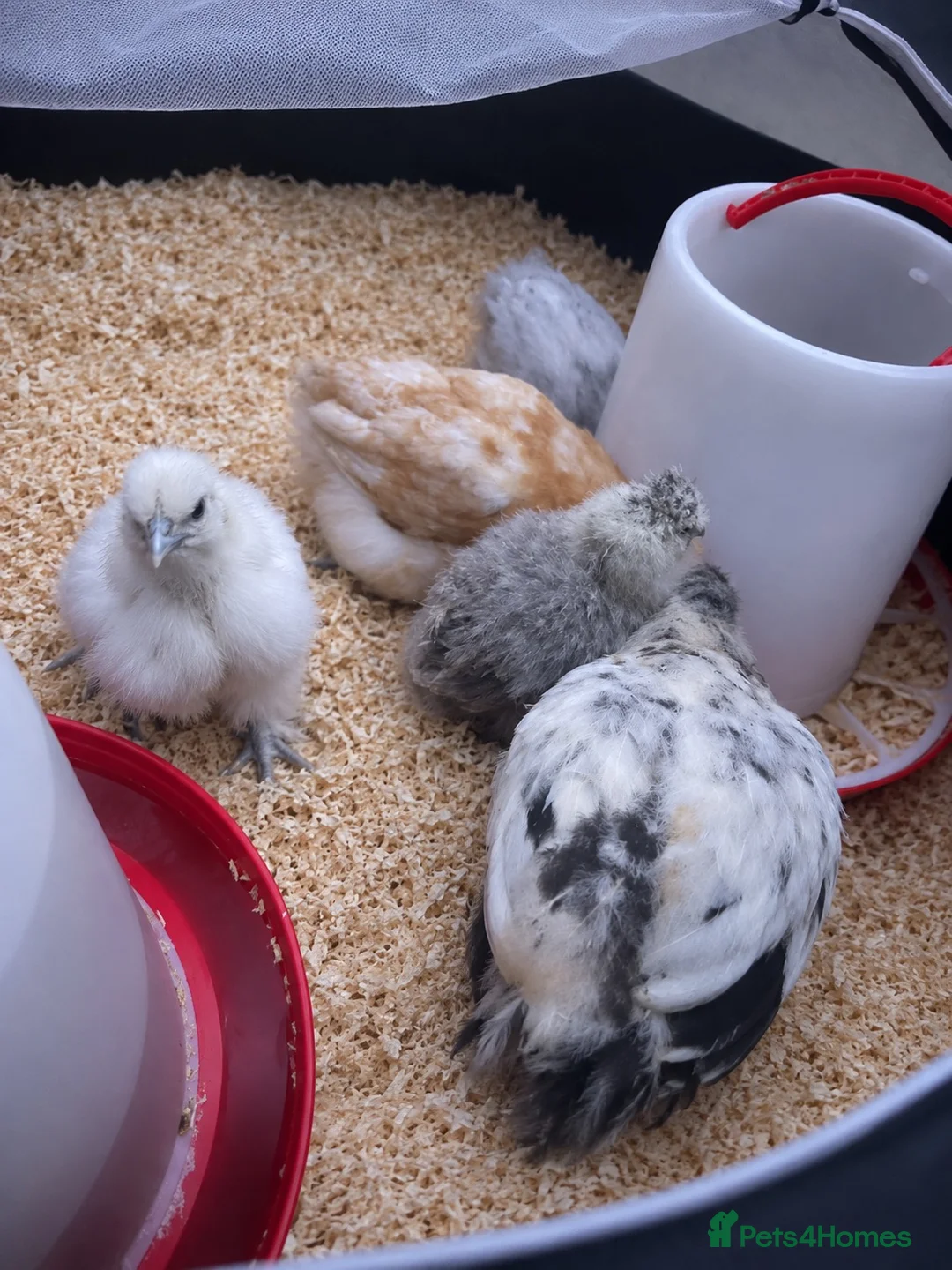 Chickens poultry for sale: Bantam silkie chicks  in Ashford - Advert 1