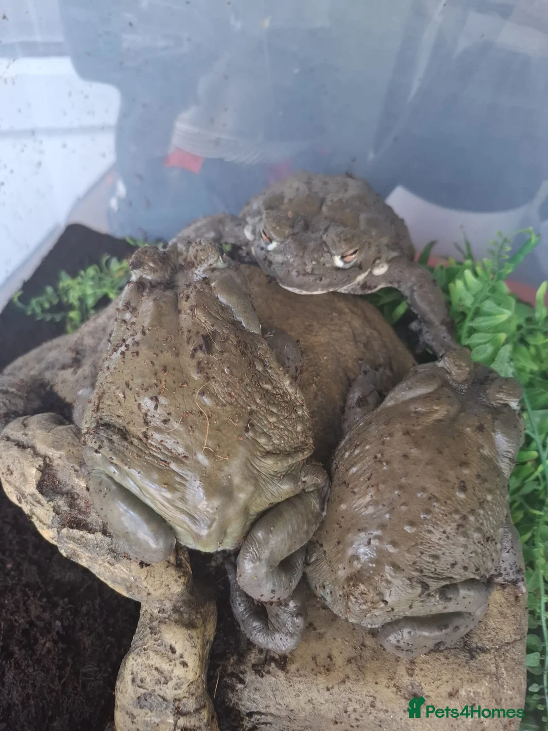 Toad reptiles for sale: Toads in Hounslow - Advert 2