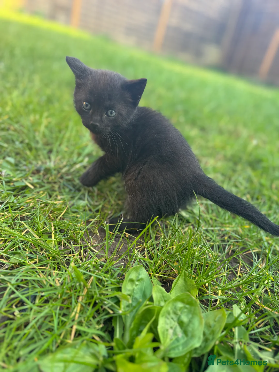 British Longhair cats for sale: British Longhair kitten in Coventry - Advert 10