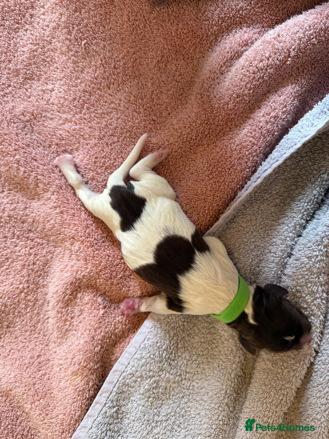 English Springer Spaniel dogs for sale: Final 2 Boys Available from Litter of 11 - Advert 8