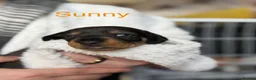 Dachshund dogs for sale: Beautiful Bunch of Standard Dachshund Puppies💐 - Advert 8