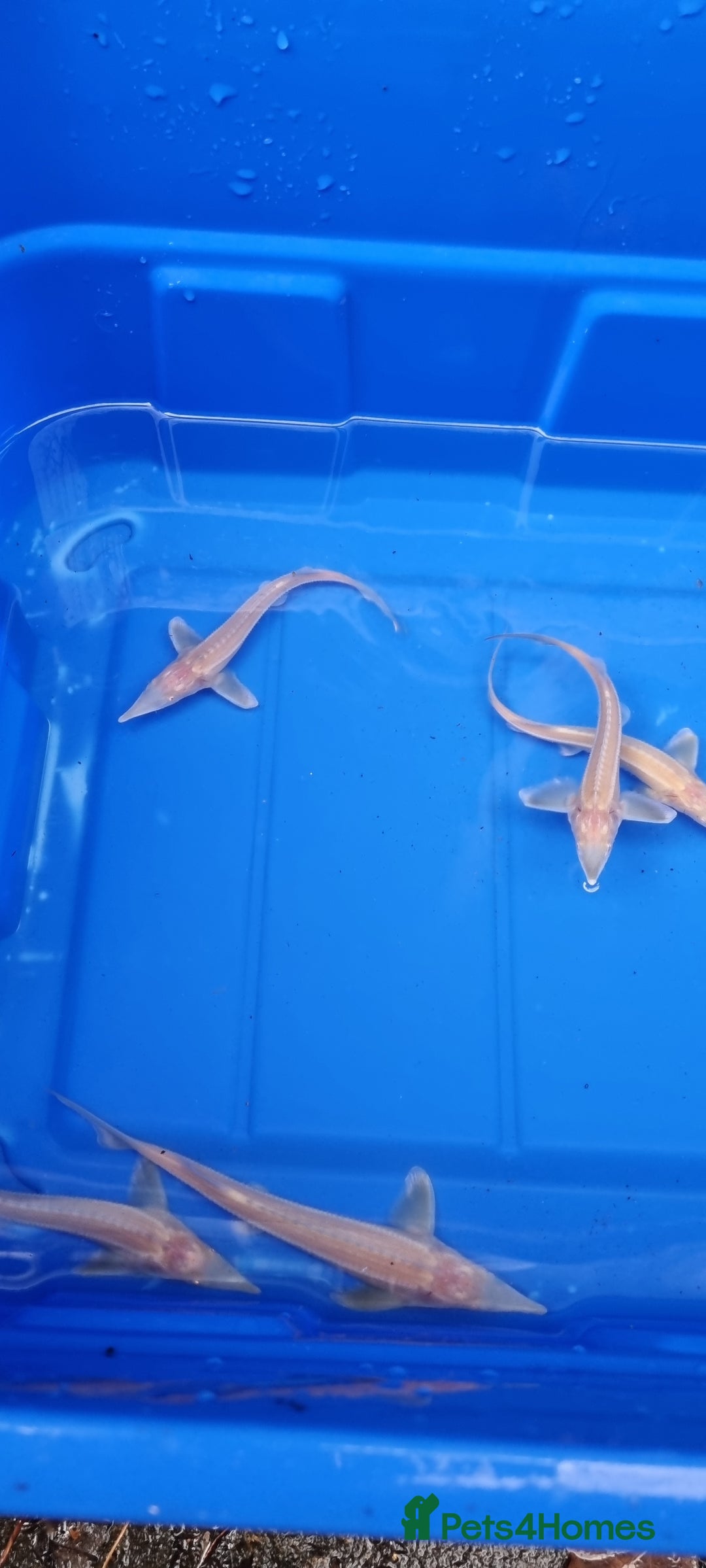 Pond Fish fish for sale: Albino & White Edge Sterlets and Diamond Sturgeon - Advert 7