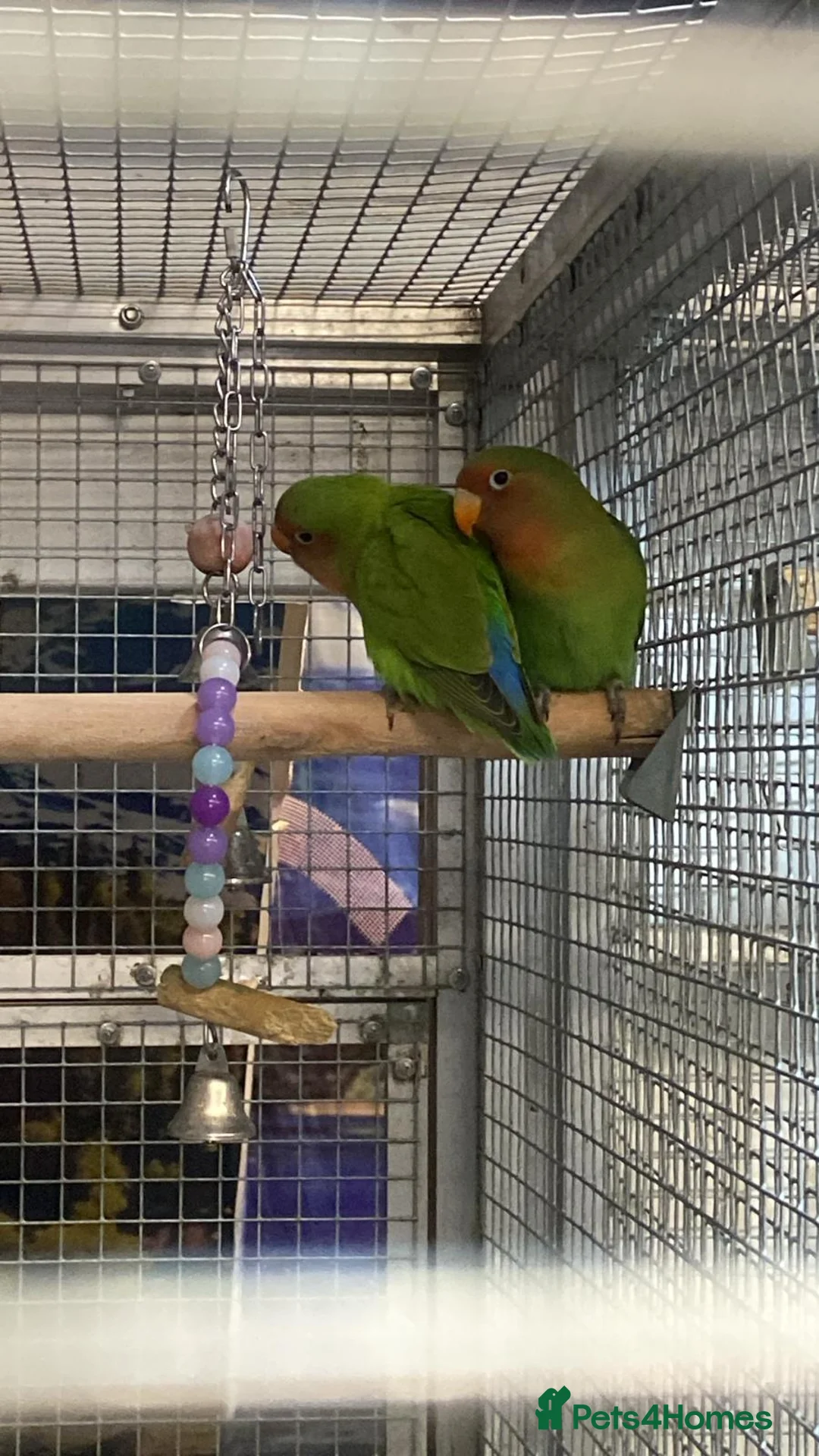 Parrots birds for sale: LOOK! BIRDS/PARAKEETS/PARROTS AVAILABLE  - Advert 17