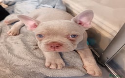 French Bulldog dogs for sale: Our beautiful puppies 😍 - Image 10